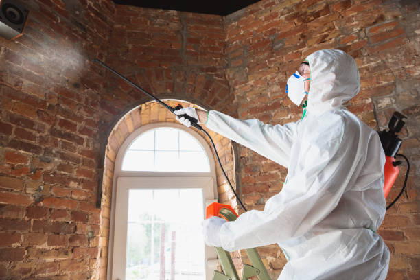 Biohazard Mold Removal in Redwood Valley, CA